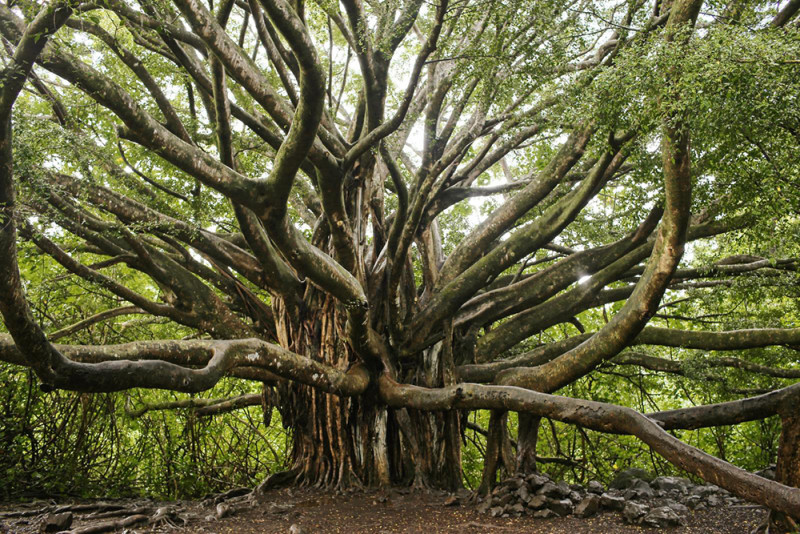 (SIPARIO RACCONTI) - &quot;L&#039;ALBERO&quot; di Vincenzo Di Lalla